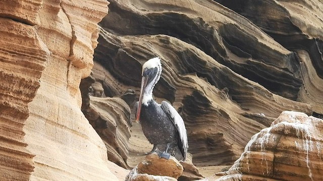 pelikán hnědý (ssp. urinator) - ML590278901