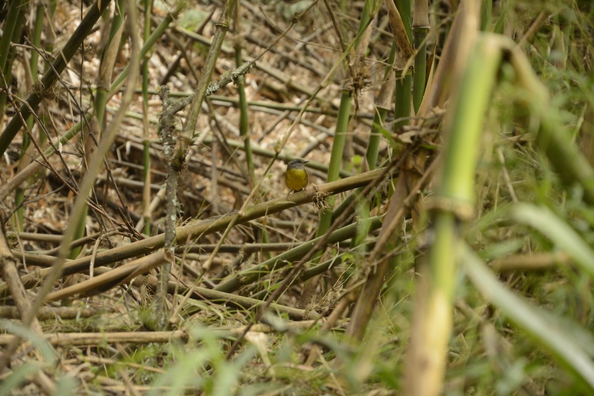 Russet-crowned Warbler - ML590283041
