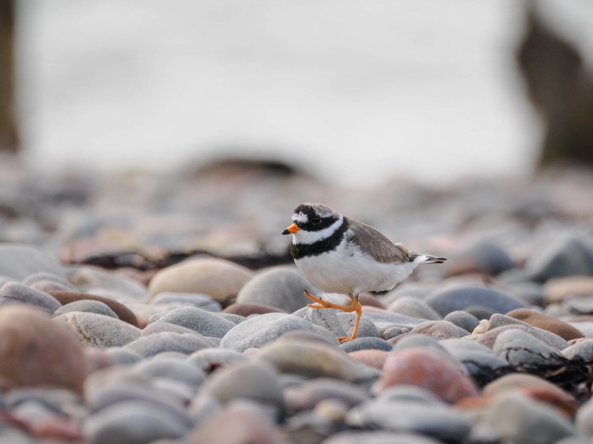 Common Ringed Plover - ML590291431