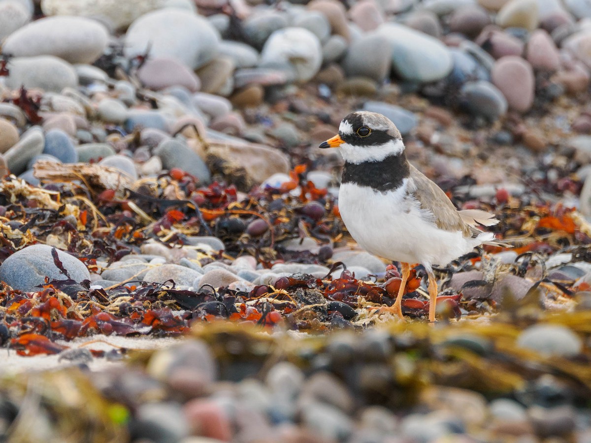 Common Ringed Plover - ML590291461