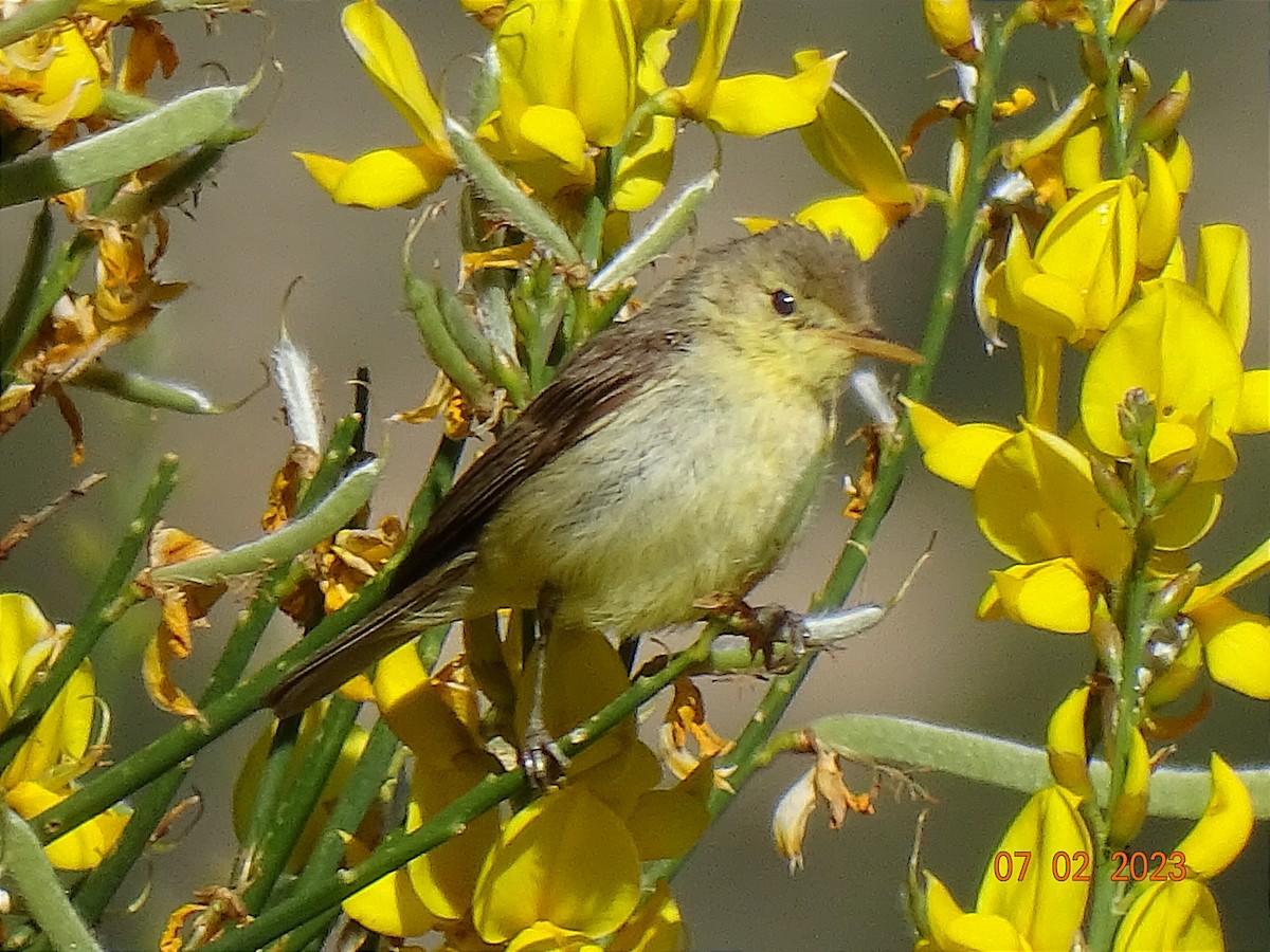 Melodious Warbler - ML590293061