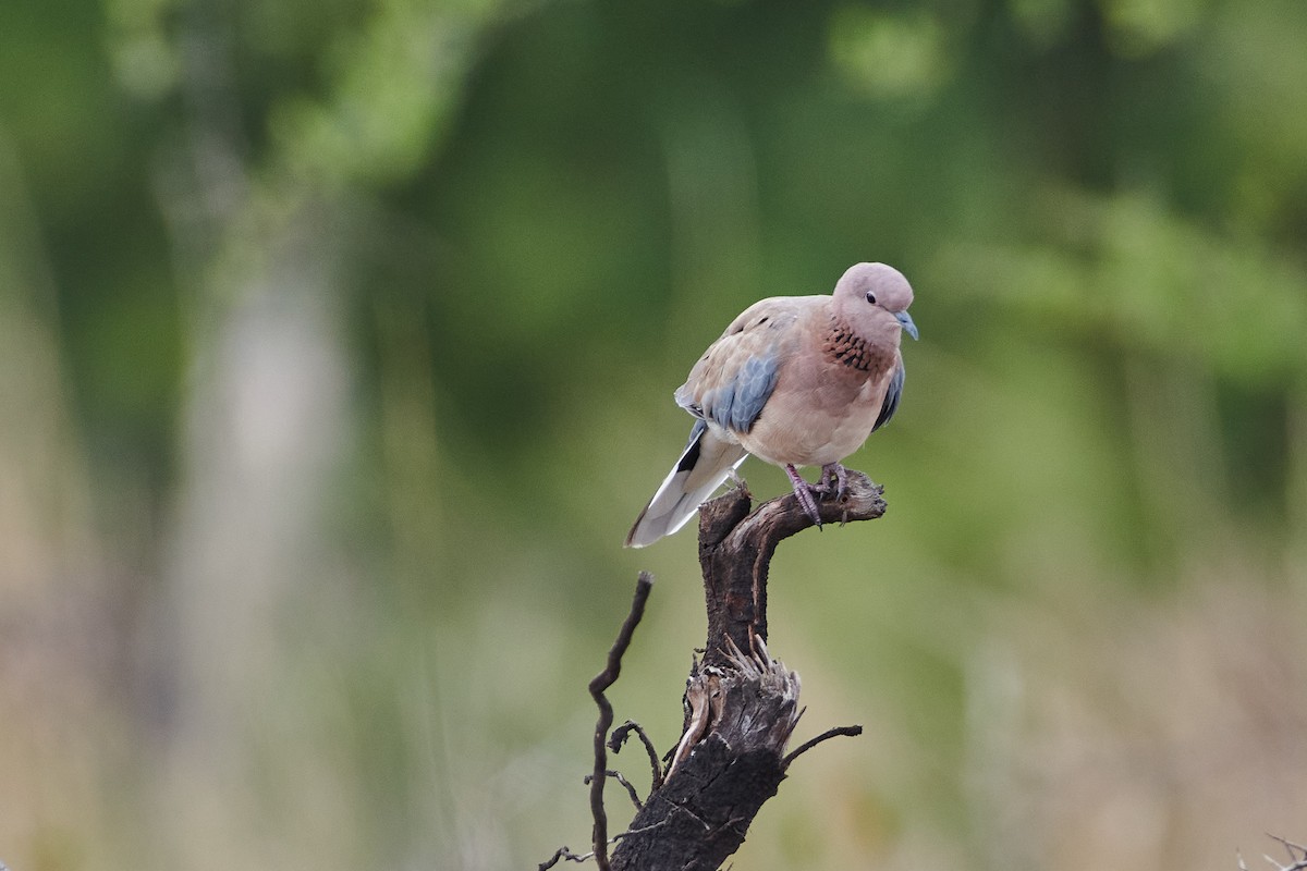 Laughing Dove - ML590296041