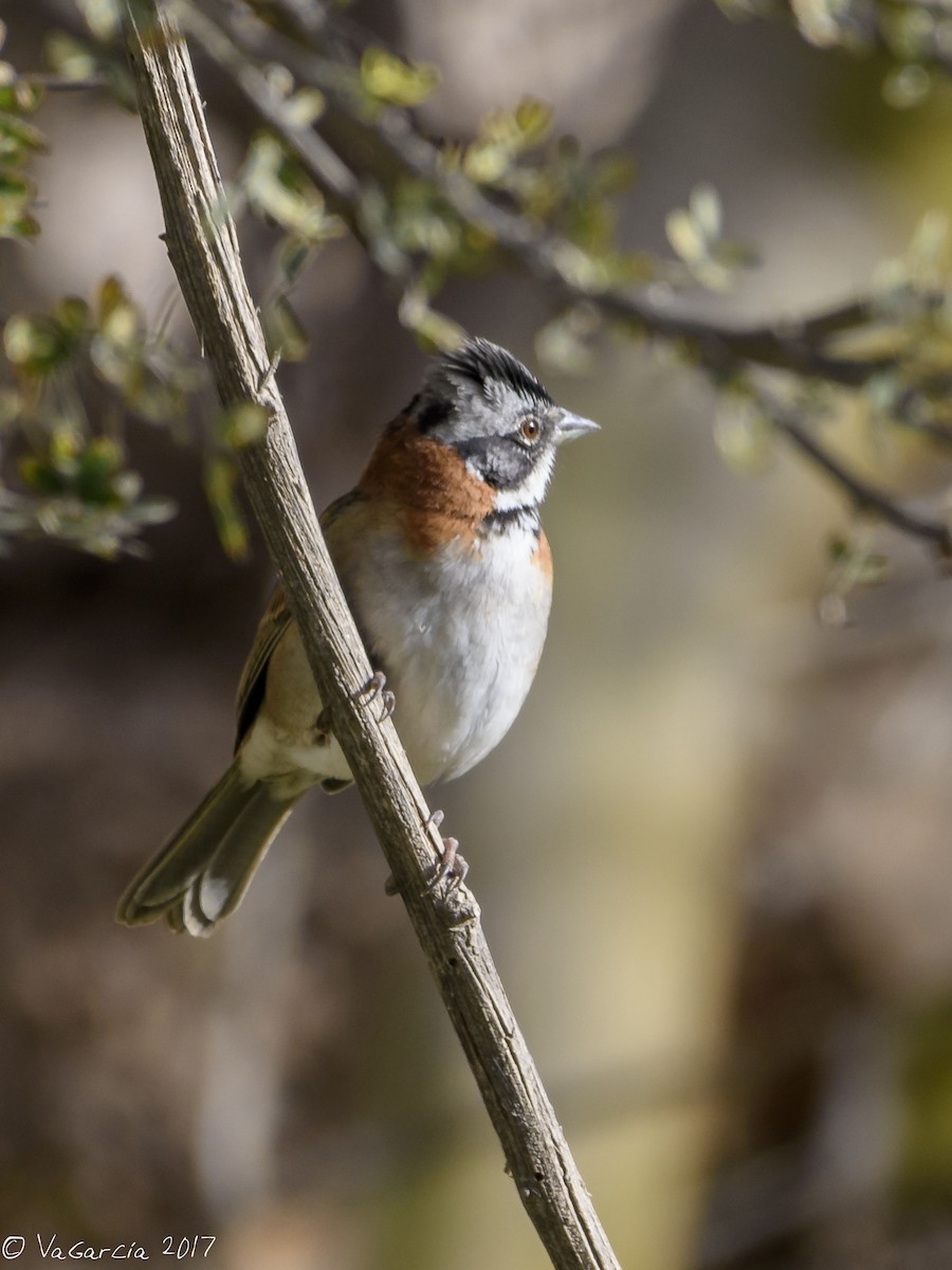 Rufous-collared Sparrow - ML59029761