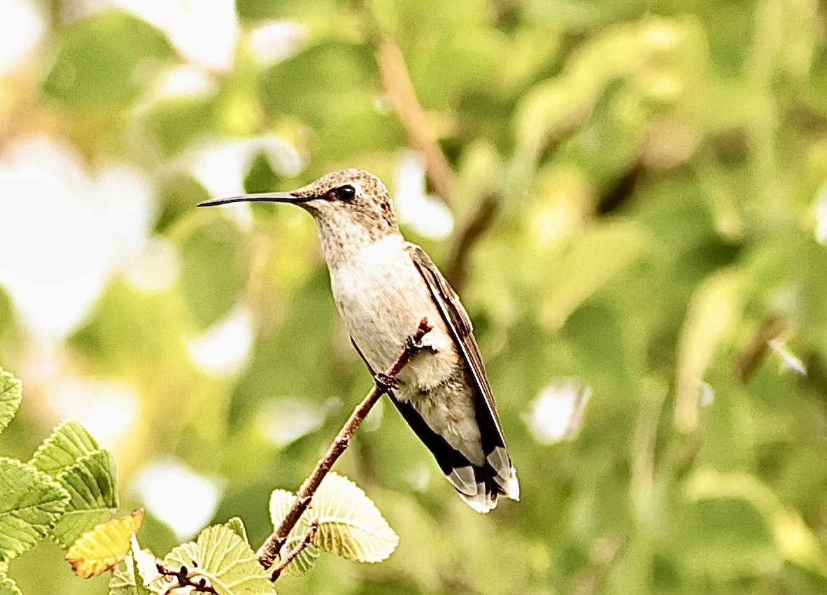 Ruby-throated Hummingbird - Sandie Lee Parker