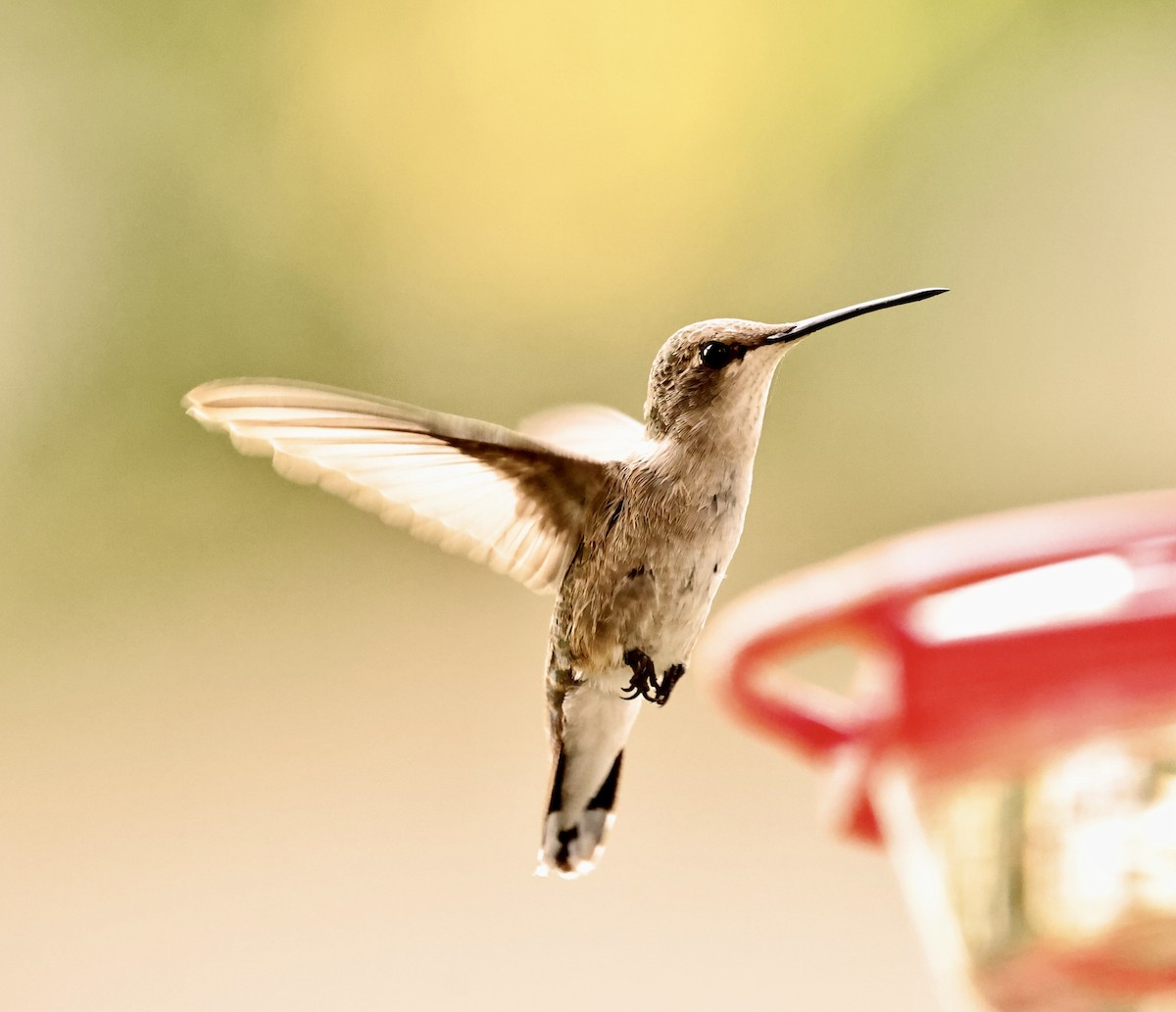 Ruby-throated Hummingbird - Sandie Lee Parker