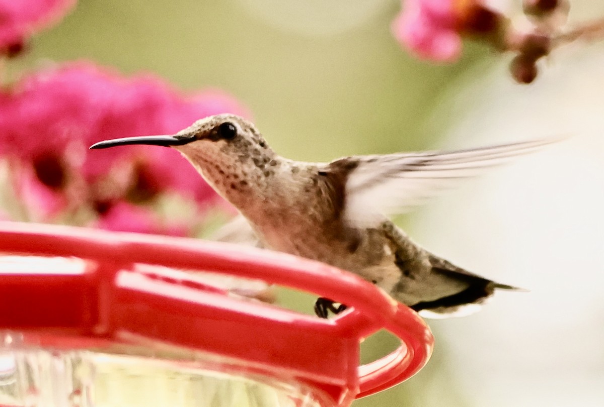 Ruby-throated Hummingbird - ML590299021