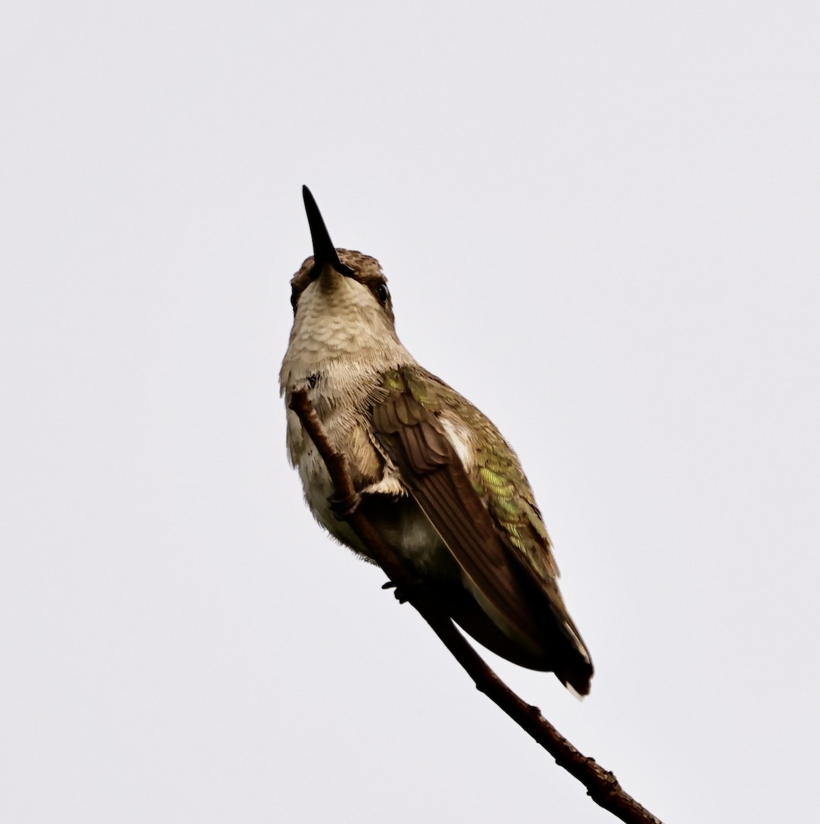 Ruby-throated Hummingbird - ML590299031