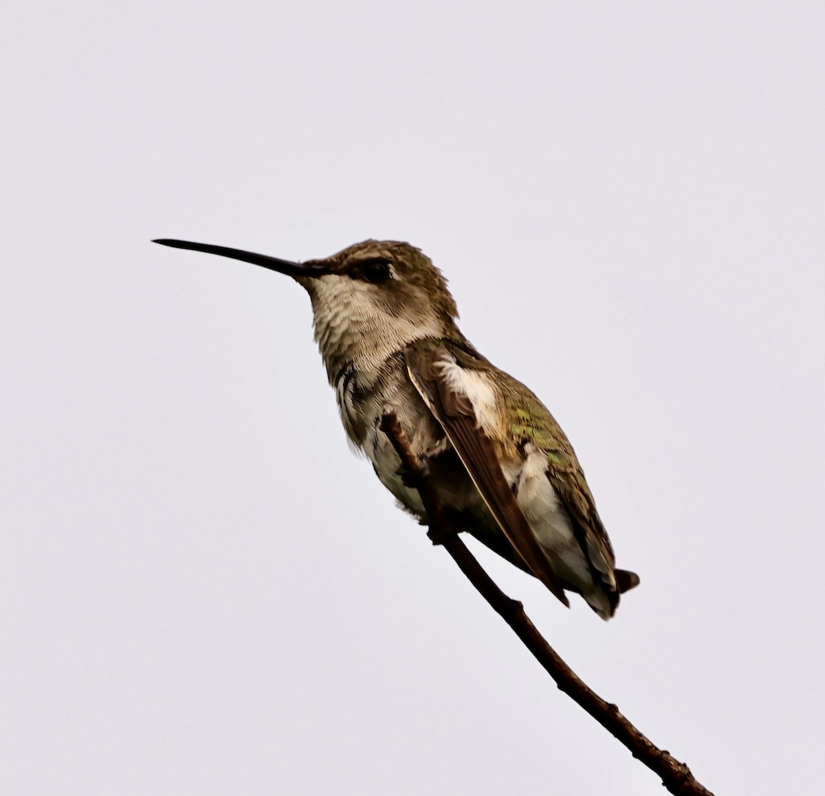 Ruby-throated Hummingbird - ML590299041