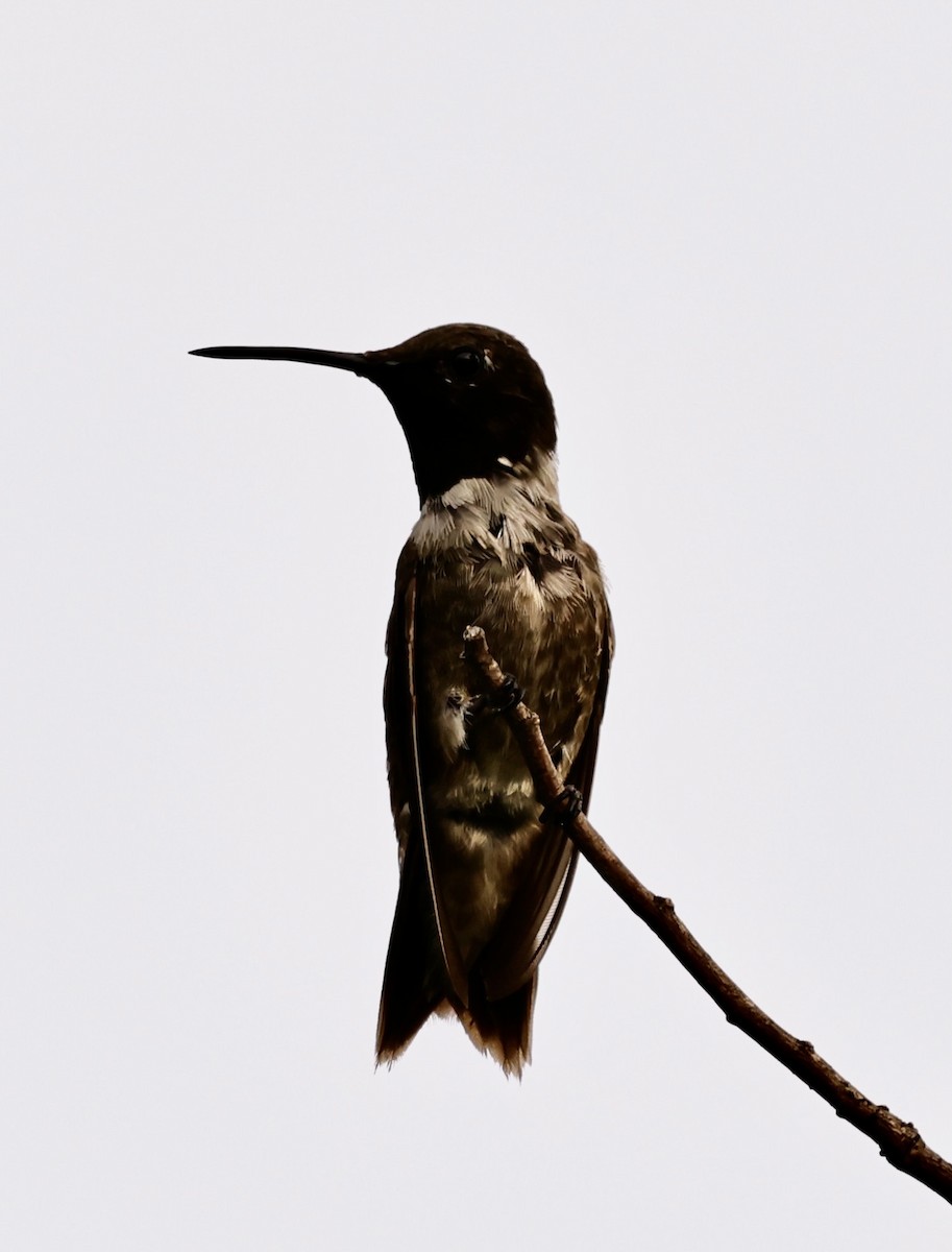 Black-chinned Hummingbird - ML590299331