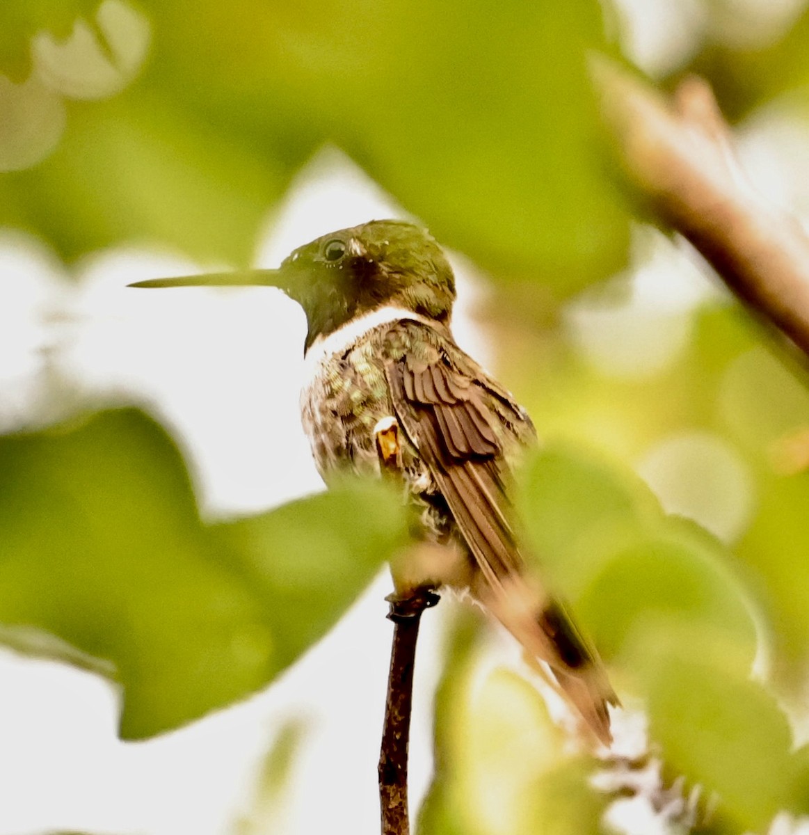 Black-chinned Hummingbird - ML590299341