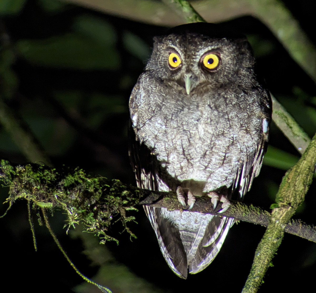 Foothill Screech-Owl (Foothill) - Johnnier Arango 🇨🇴 theandeanbirder.com