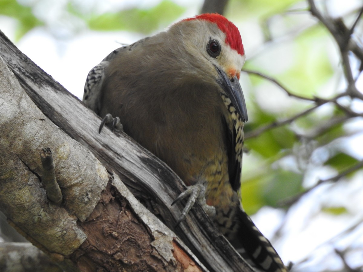 West Indian Woodpecker - Dany Garcia