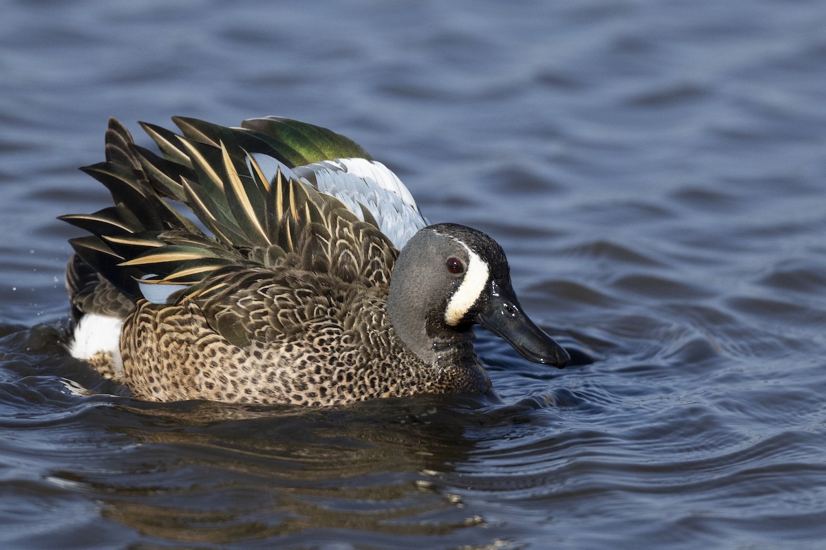 Blue-winged Teal - ML590311201