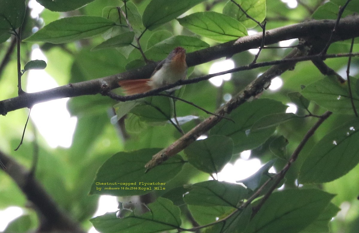 Chestnut-capped Flycatcher - Argrit Boonsanguan