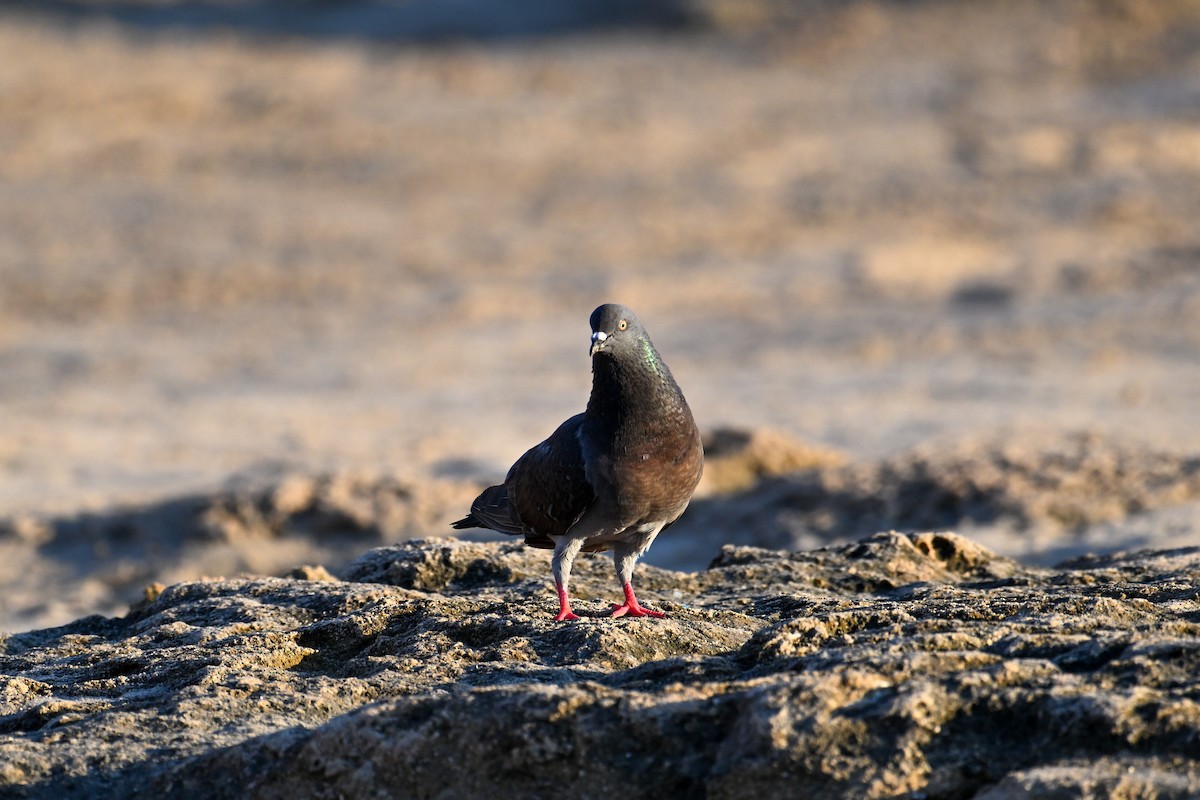 Rock Pigeon (Feral Pigeon) - ML590314131