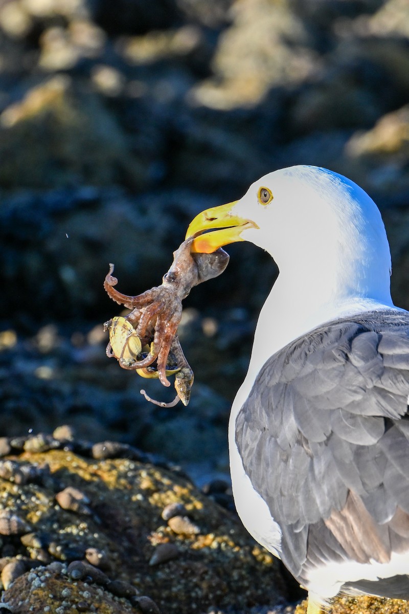 Yellow-footed Gull - ML590314391