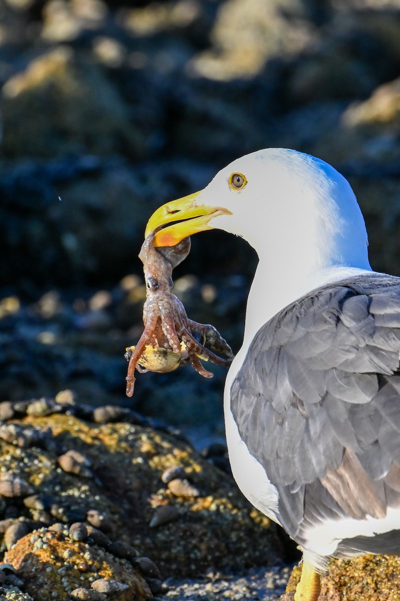 Yellow-footed Gull - ML590314401