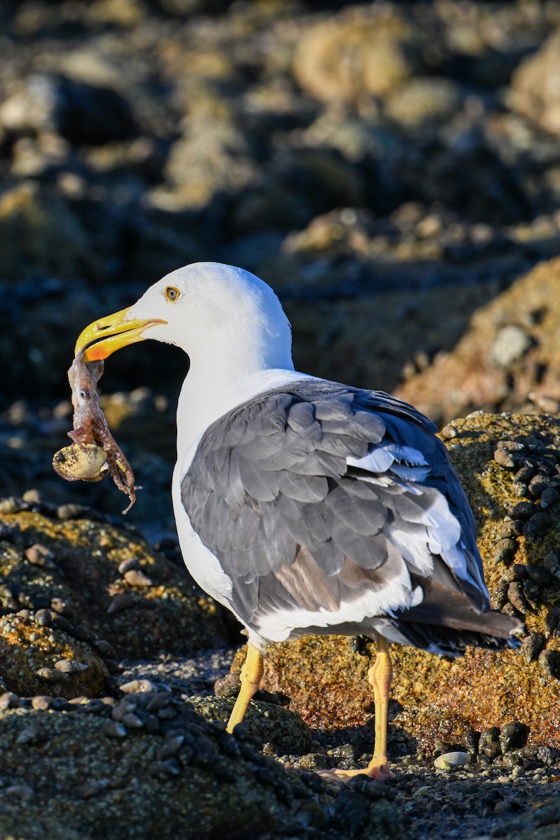 Yellow-footed Gull - ML590314421
