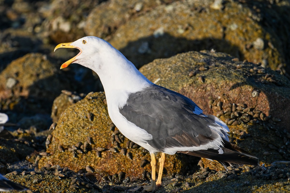 Yellow-footed Gull - ML590314431