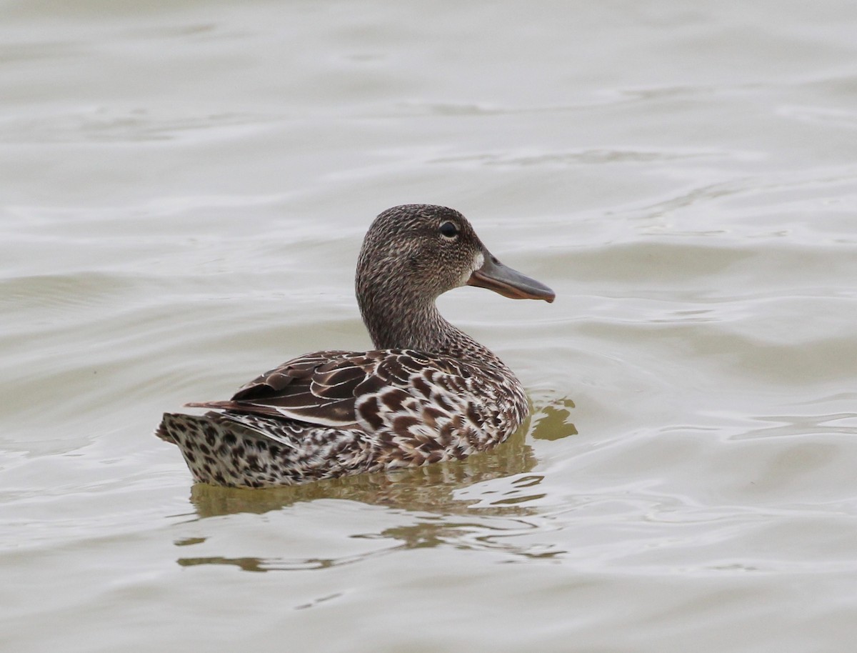 Blue-winged Teal - ML59031461