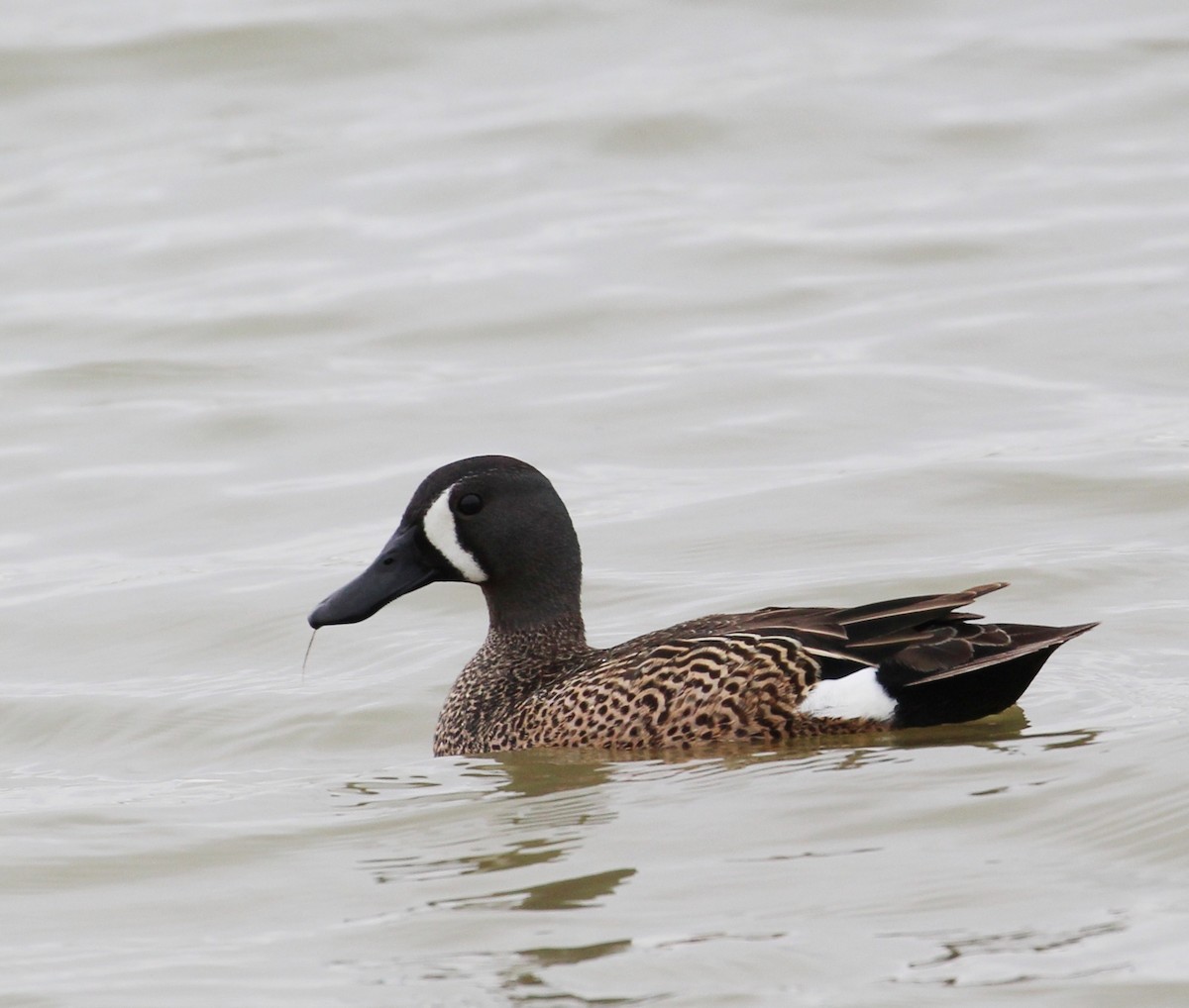 Blue-winged Teal - ML59031491