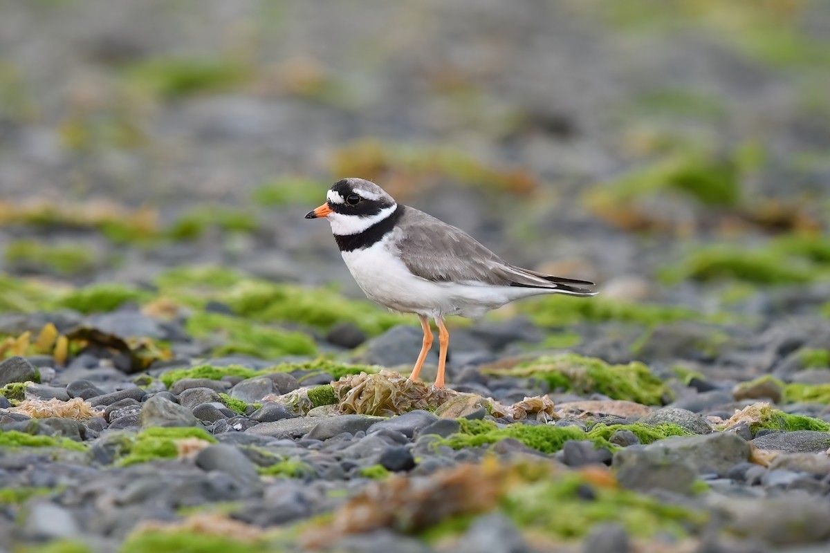 Common Ringed Plover - ML590317061