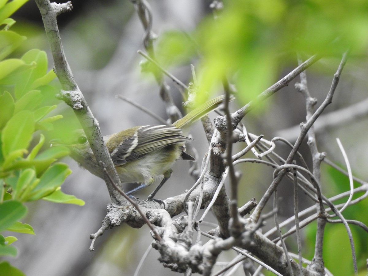 Thick-billed Vireo - ML59032331