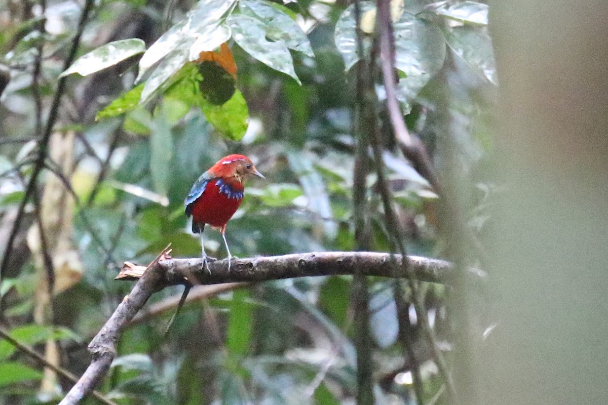 Blue-banded Pitta - ML590324831