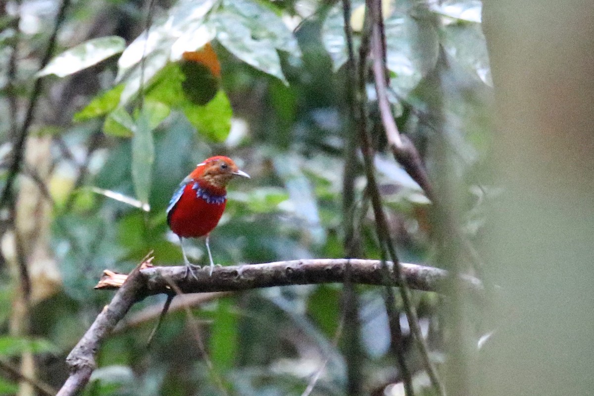 Blue-banded Pitta - ML590324841