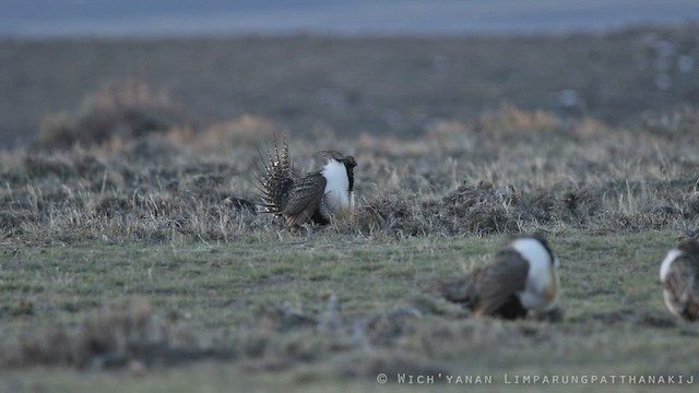 Greater Sage-Grouse - ML590326811