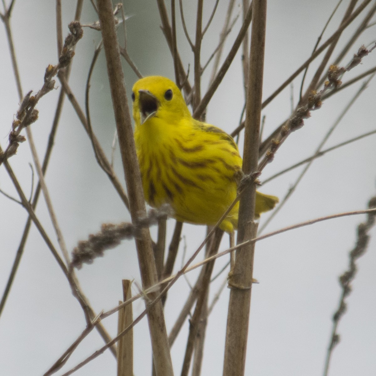 Yellow Warbler - Susan Barnard