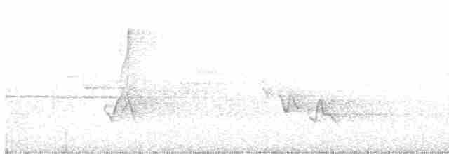 Очковая хвойница - ML590331711
