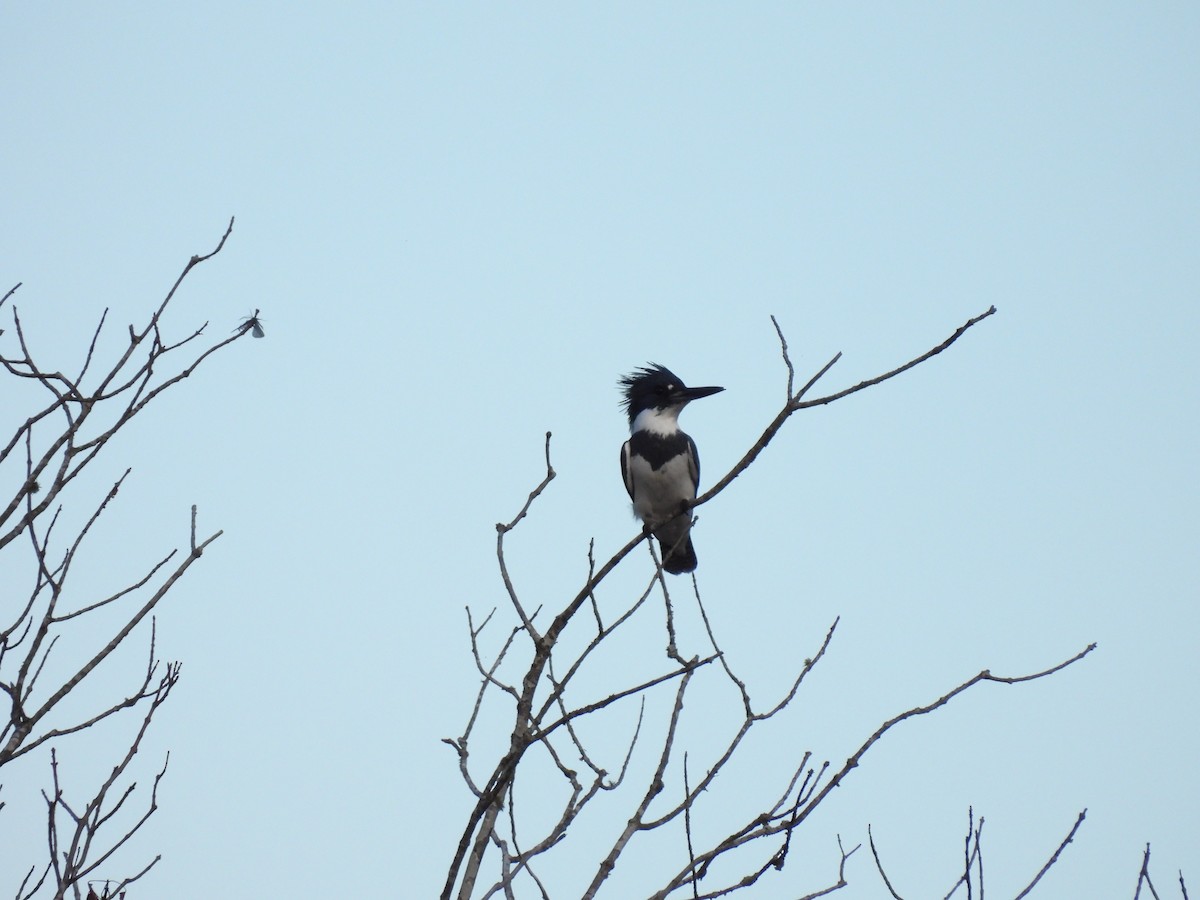 Belted Kingfisher - ML590334041