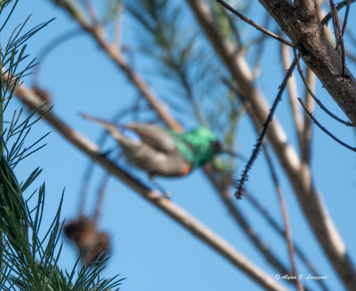 Southern Double-collared Sunbird - ML590335711
