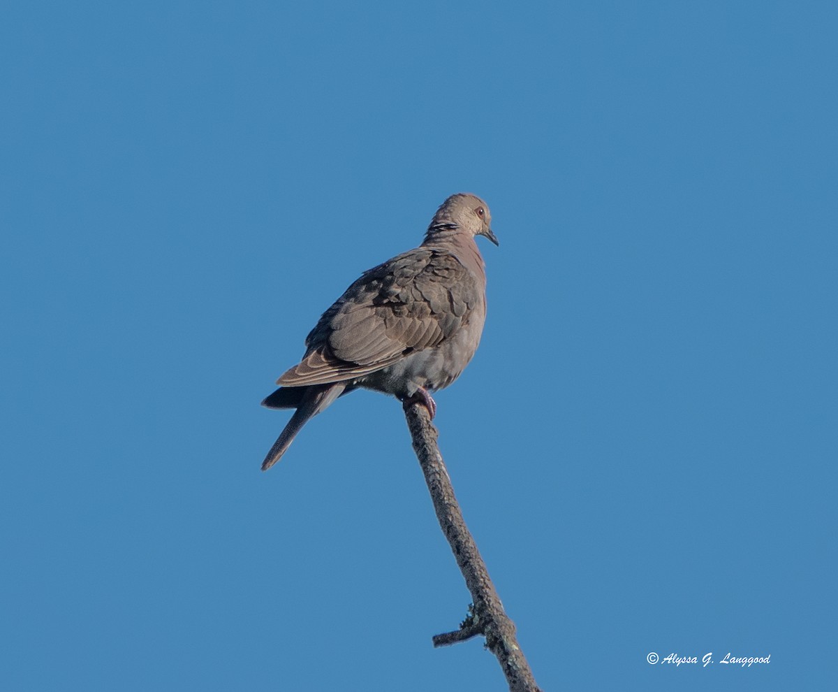 Red-eyed Dove - ML590336551