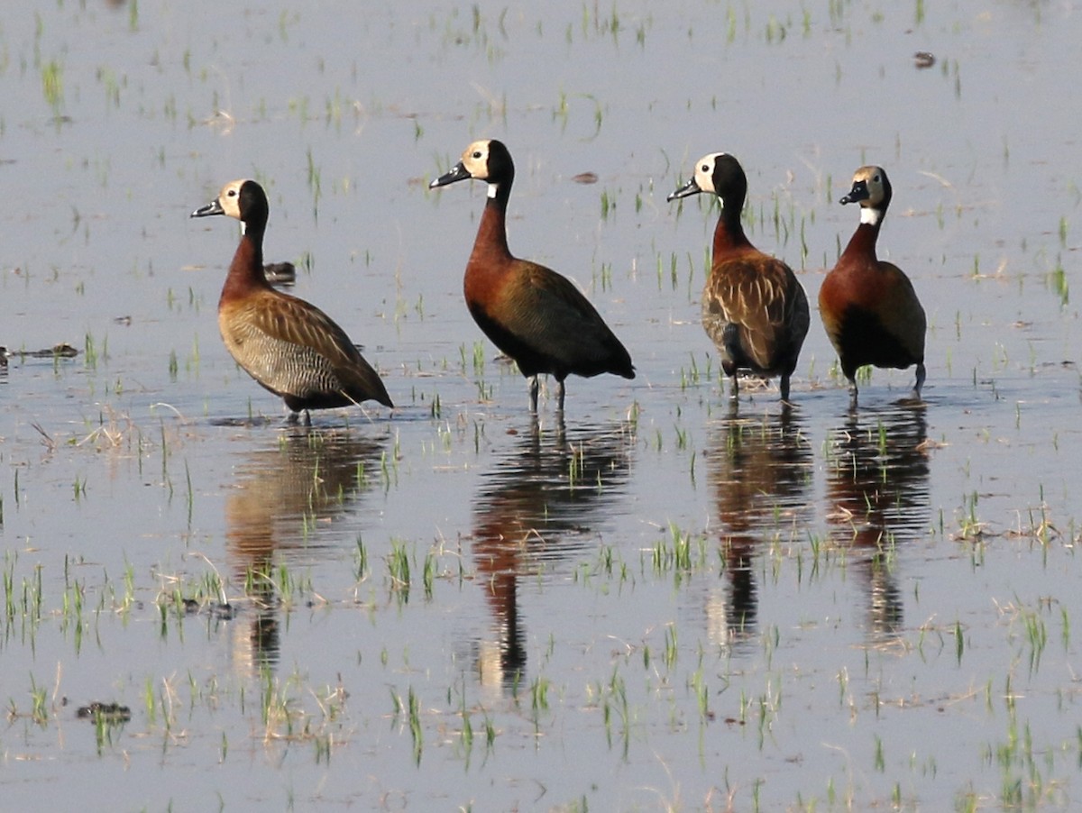 White-faced Whistling-Duck - Charlotte Byers