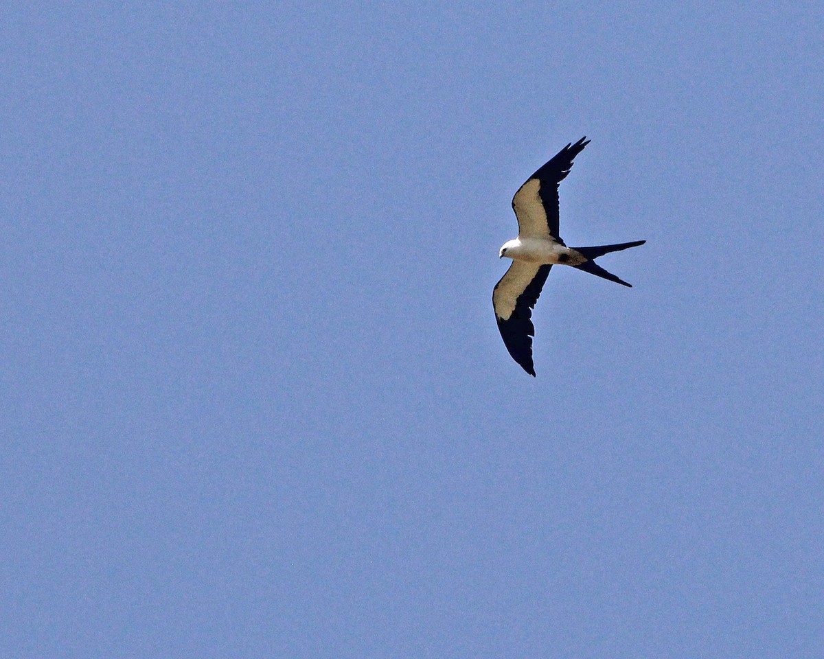 Swallow-tailed Kite - ML590340921