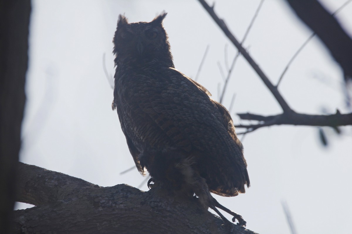 Great Horned Owl - ML590342581