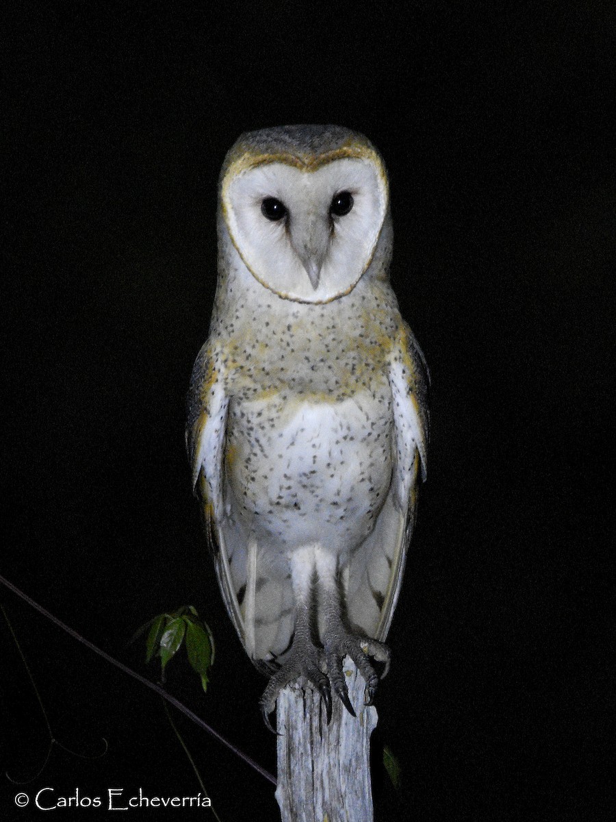 Barn Owl - ML59034721