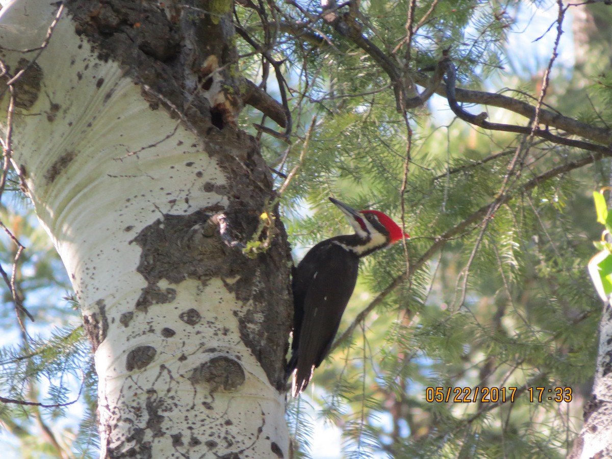 Pileated Woodpecker - ML59034851