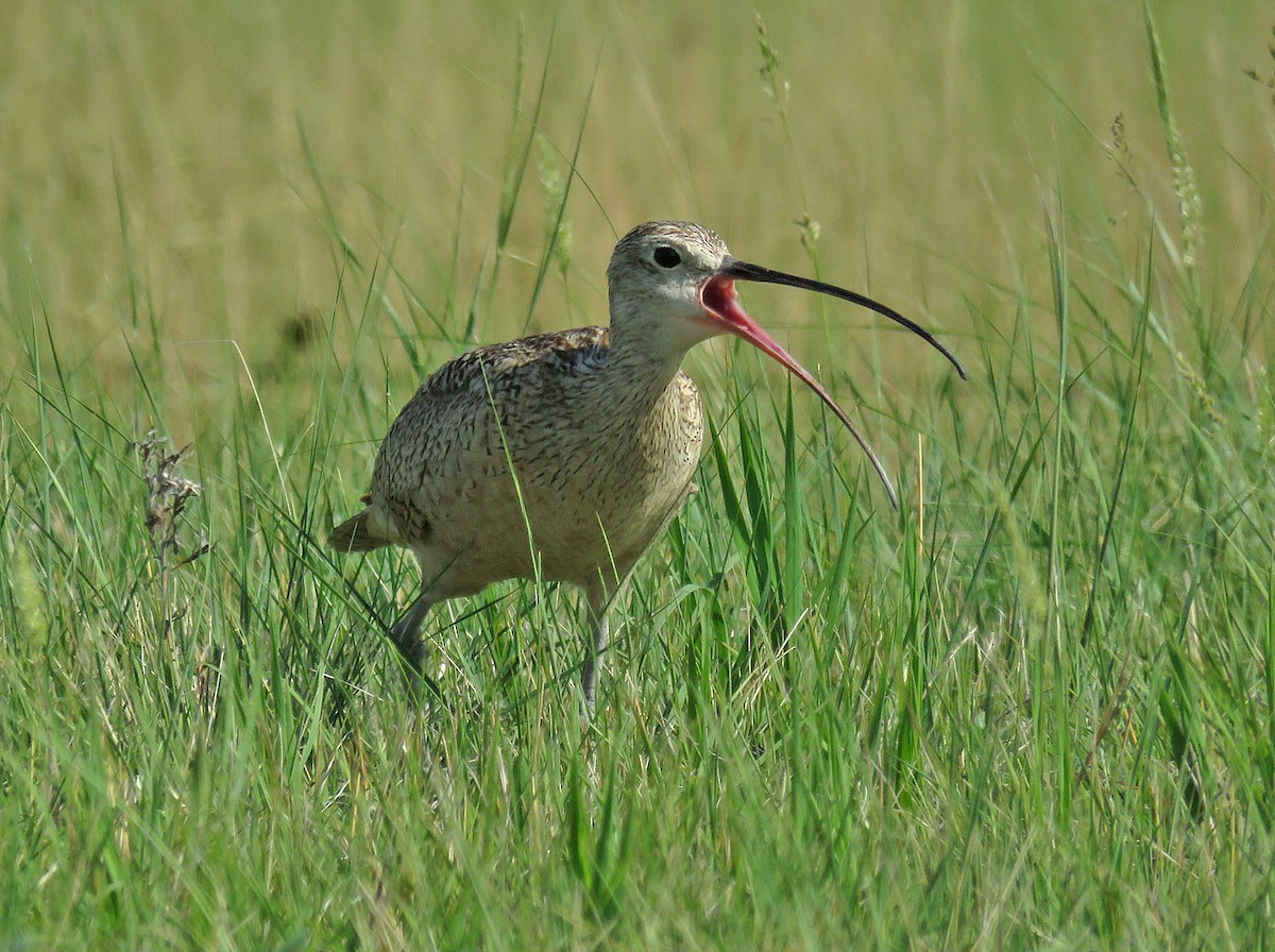 Long-billed Curlew - ML590348791