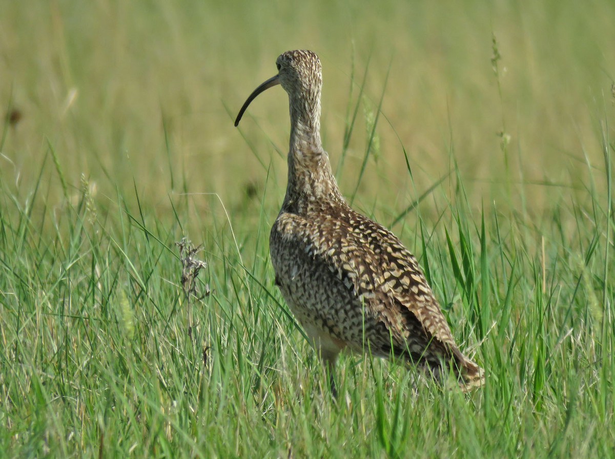 Long-billed Curlew - ML590348801