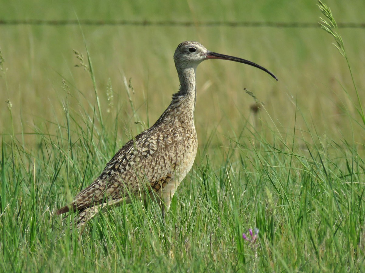 Long-billed Curlew - ML590348811