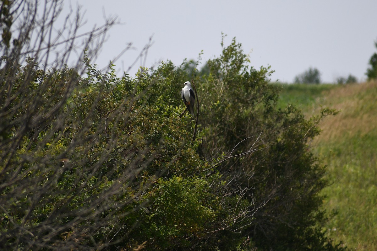 White-tailed Kite - ML590349571