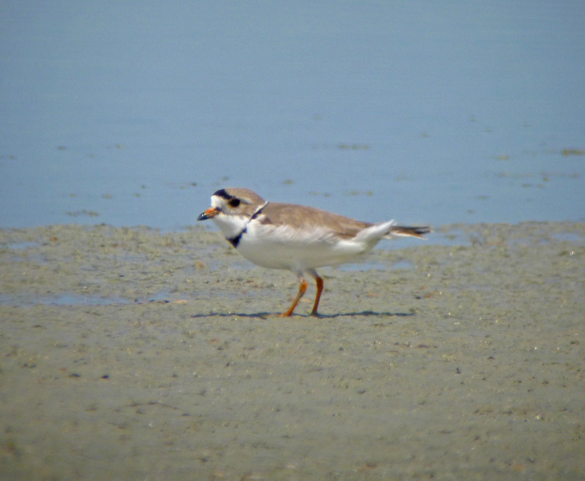 Piping Plover - ML59035031