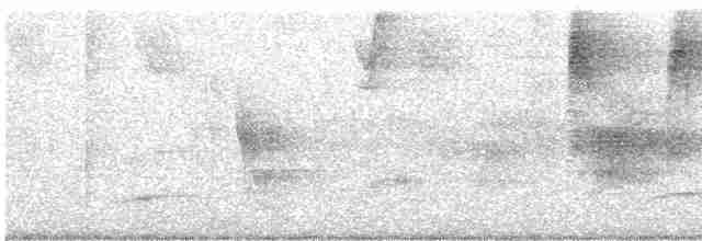 Жемчужнобрюхий дятел - ML590352111