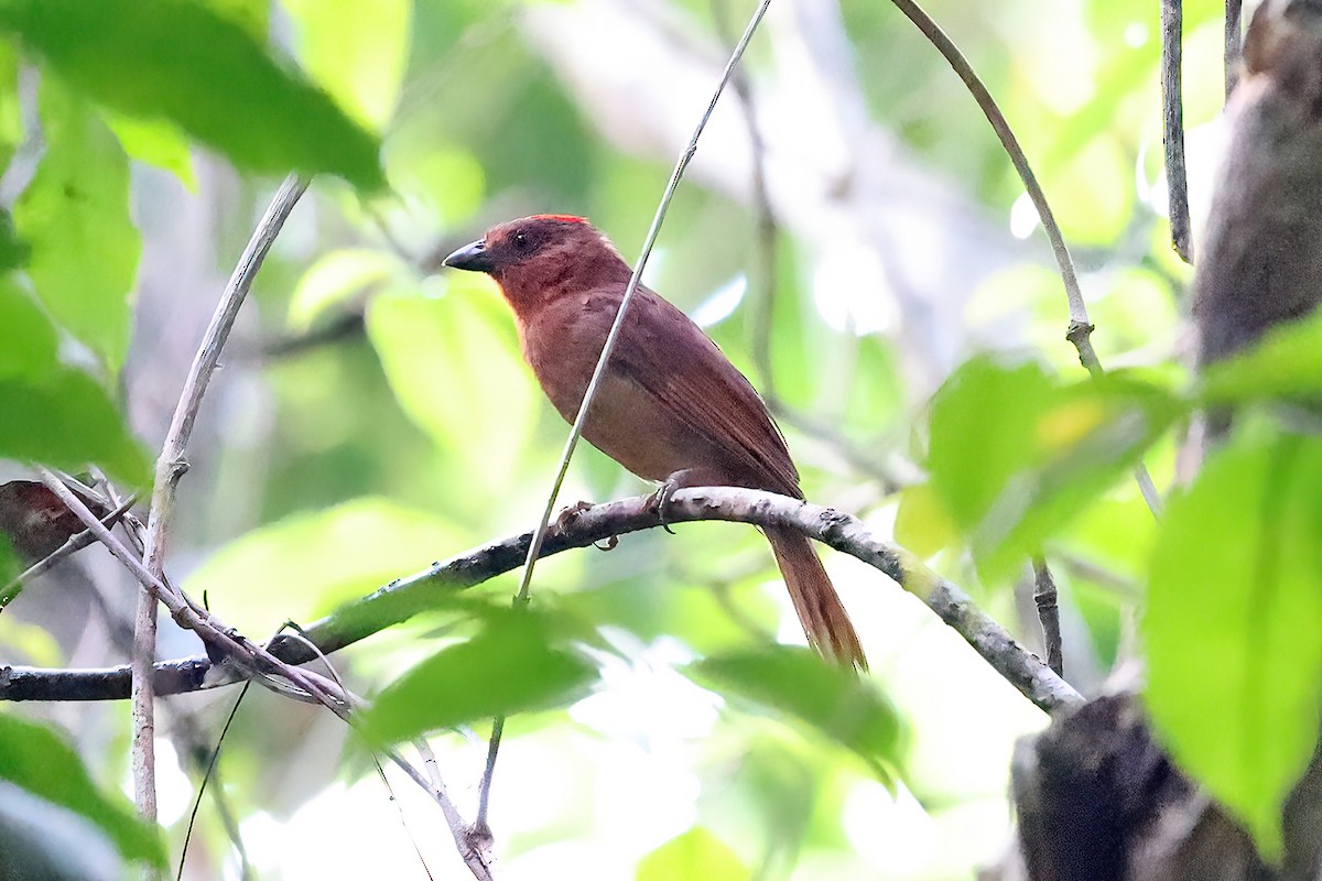 Red-crowned Ant-Tanager (Northern) - ML590356771