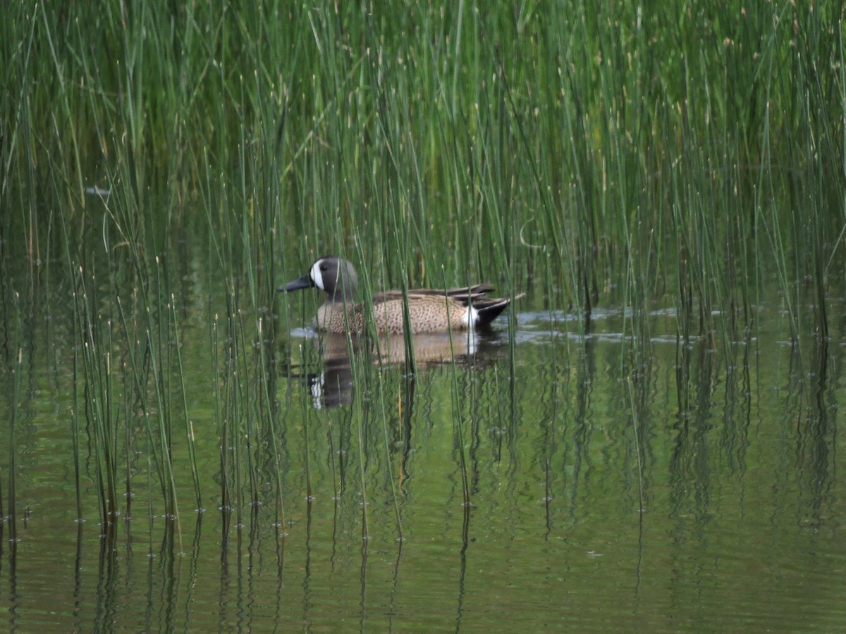 Blue-winged Teal - ML59035751
