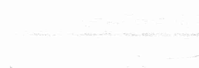 Silky-tailed Nightjar - ML590359441