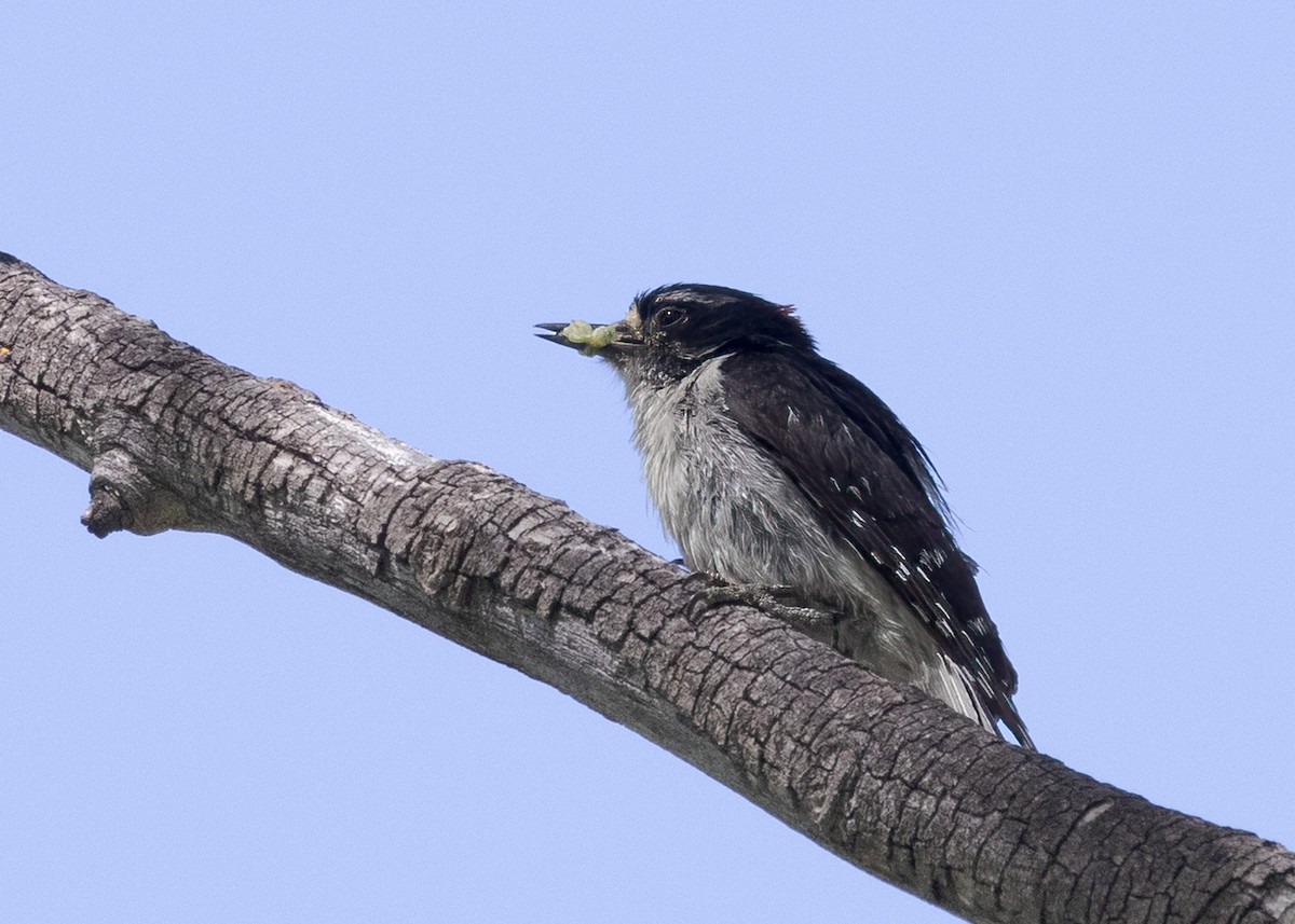 Downy Woodpecker - ML590359641